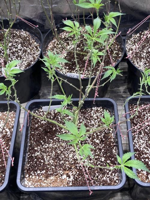 CN#2 Clones (Relentless Genetics). Week 1