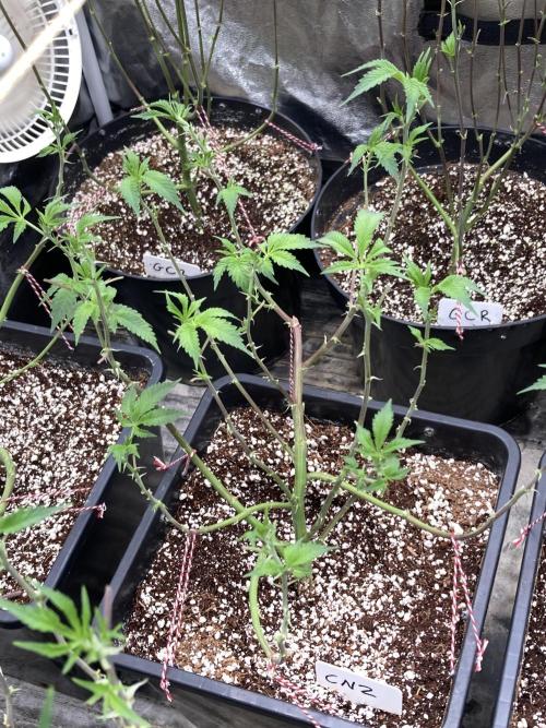 CN#2 Clones (Relentless Genetics). Week 1