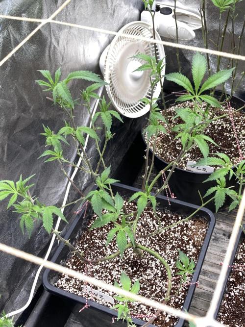 CN#2 Clones (Relentless Genetics). Week 1