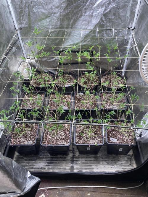 CN#6 Pora’s Purple Clones (Relentless). Week 1