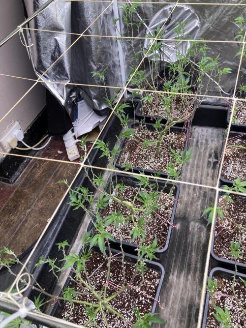 CN#6 Pora’s Purple Clones (Relentless). Week 1