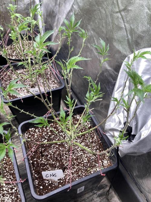 CN#6 Pora’s Purple Clones (Relentless). Week 1