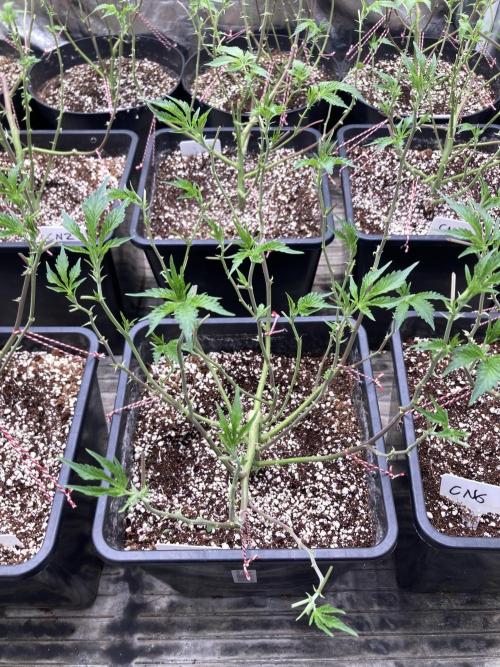 CN#6 Pora’s Purple Clones (Relentless). Week 1