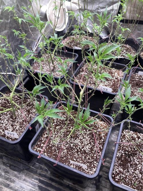 CN#6 Pora’s Purple Clones (Relentless). Week 1