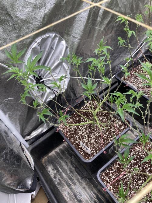 CN#6 Pora’s Purple Clones (Relentless). Week 1