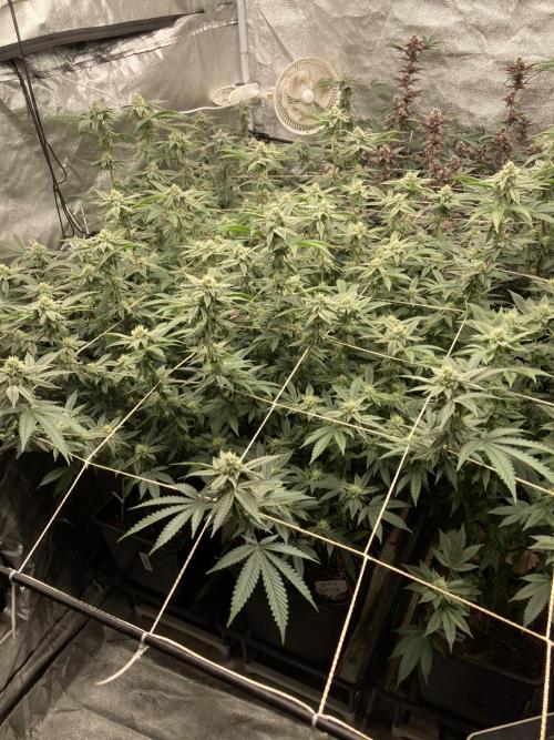 Zoy Sauce Clones (My Cut). Week 6
