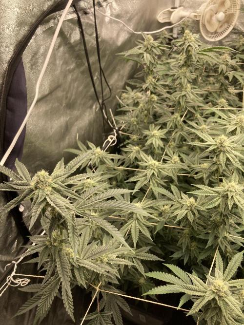 Zoy Sauce Clones (My Cut). Week 6