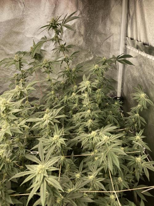 Zoy Sauce Clones (My Cut). Week 6