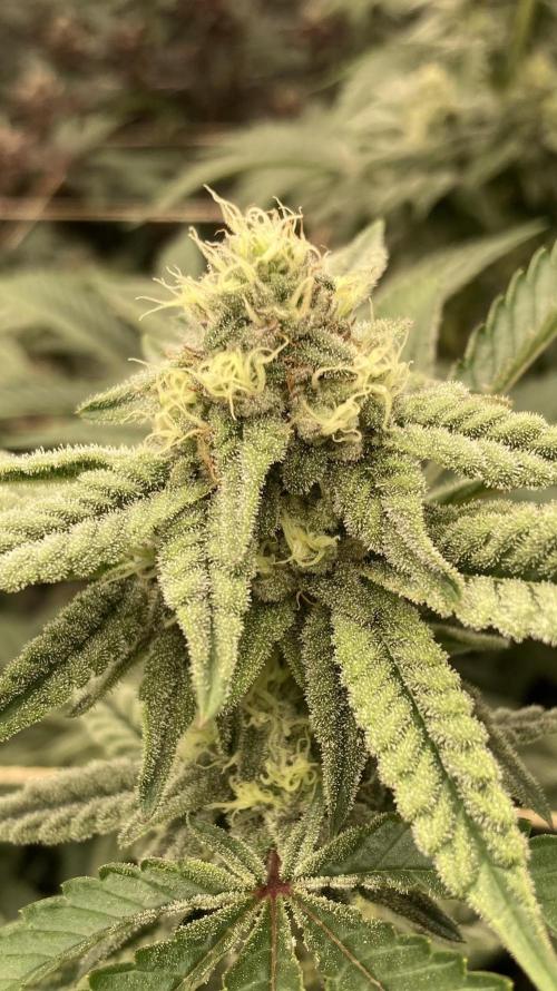 Zoy Sauce Clones (My Cut). Week 6