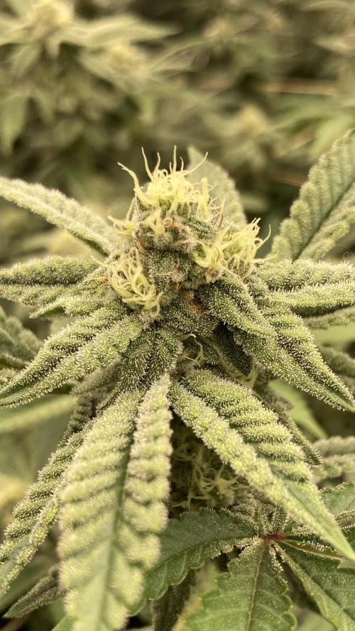 Zoy Sauce Clones (My Cut). Week 6