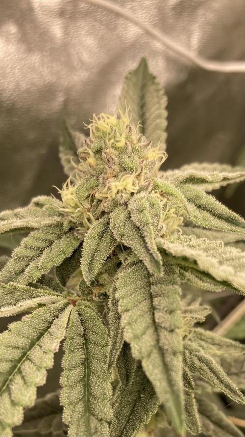 Zoy Sauce Clones (My Cut). Week 6
