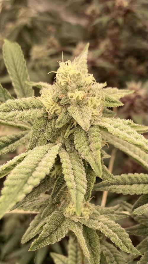 Zoy Sauce Clones (My Cut). Week 6