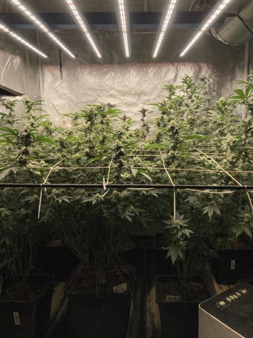 Zoy Sauce Clones (My Cut). Week 6