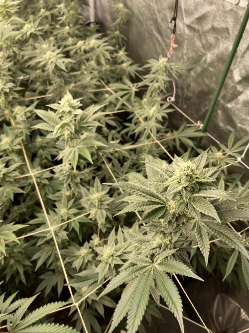 All Starz Clone (LIT Farms). Week 6