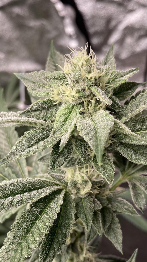 All Starz Clone (LIT Farms). Week 6