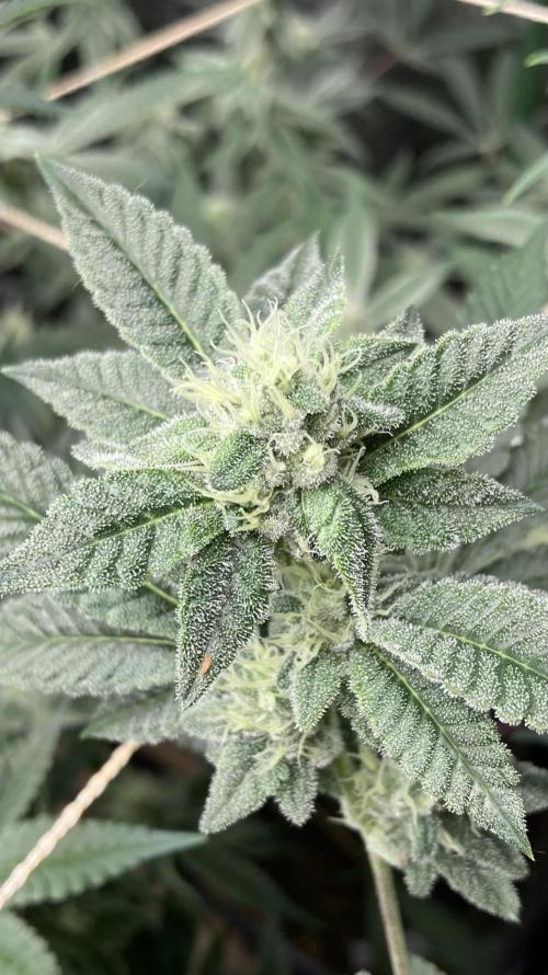 All Starz Clone (LIT Farms). Week 6