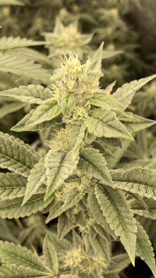 All Starz Clone (LIT Farms). Week 6