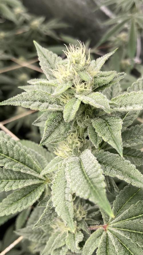 All Starz Clone (LIT Farms). Week 6