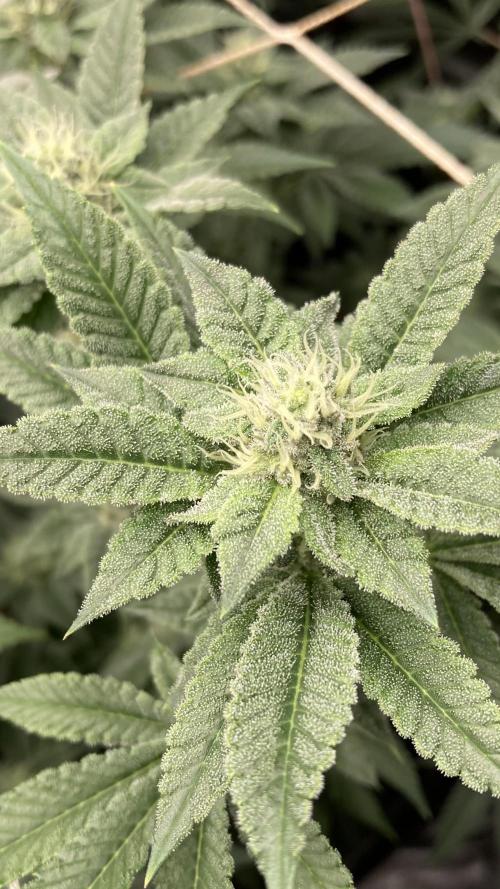All Starz Clone (LIT Farms). Week 6