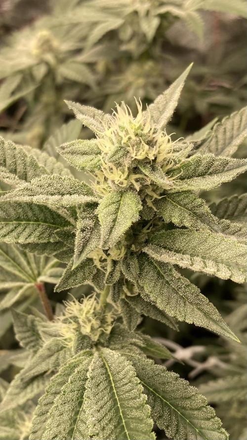 All Starz Clone (LIT Farms). Week 6