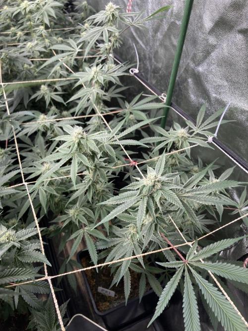 Platinum IX Clone (In House Genetics). Week 6