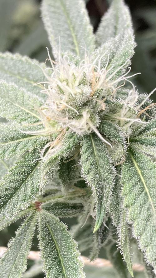 Platinum IX Clone (In House Genetics). Week 6