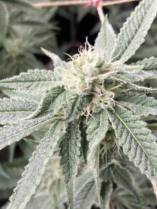 Platinum IX Clone (In House Genetics). Week 6