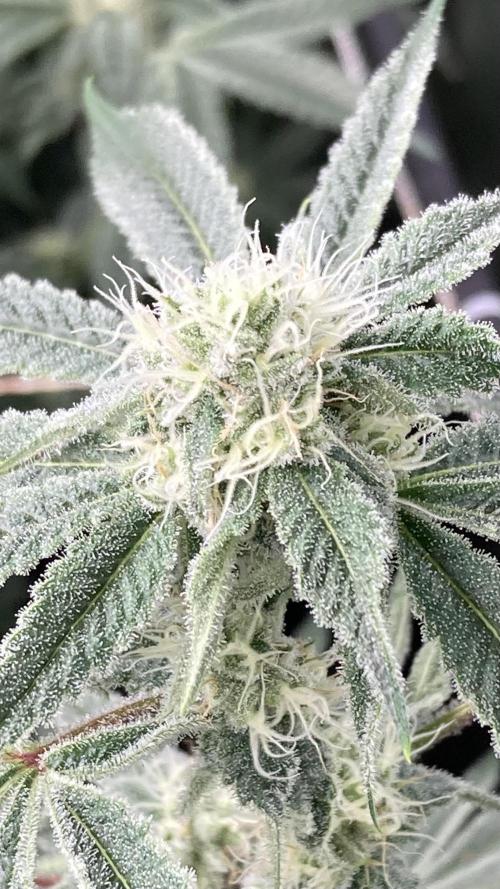 Platinum IX Clone (In House Genetics). Week 6