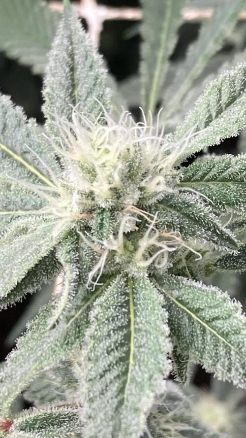 Platinum IX Clone (In House Genetics). Week 6