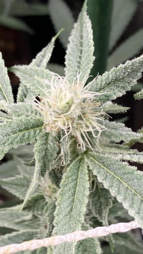 Platinum IX Clone (In House Genetics). Week 6