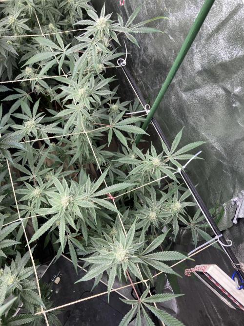 Platinum IX Clone (In House Genetics). Week 6