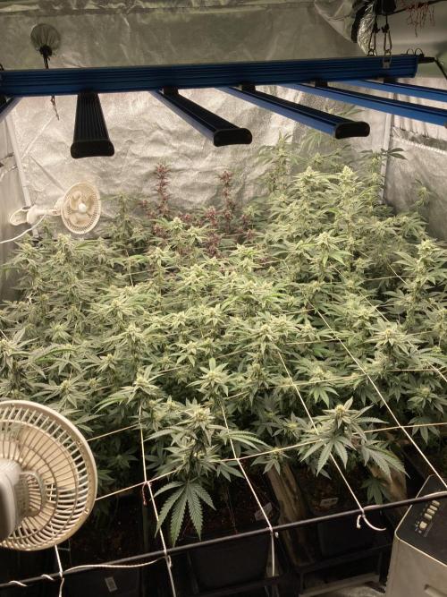Gas Cream Runtz Clone (LIT Farms). Week 6