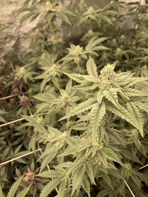 Gas Cream Runtz Clone (LIT Farms). Week 6