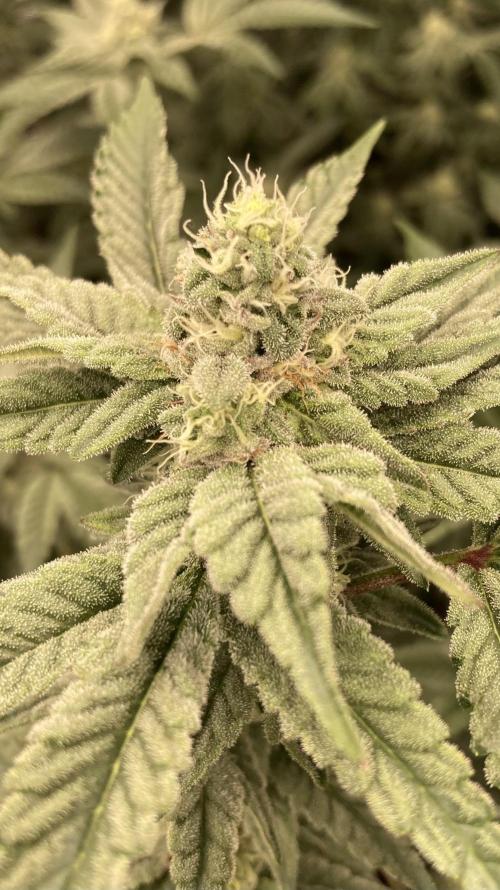 Gas Cream Runtz Clone (LIT Farms). Week 6