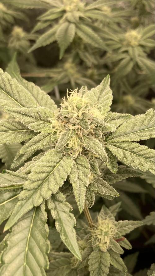 Gas Cream Runtz Clone (LIT Farms). Week 6