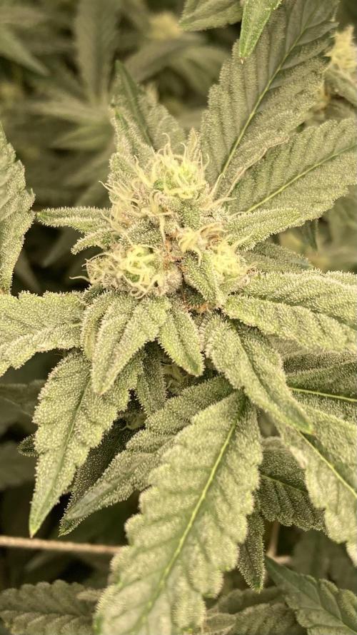 Gas Cream Runtz Clone (LIT Farms). Week 6