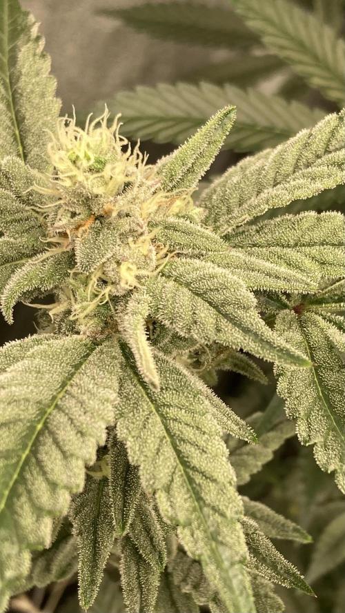 Gas Cream Runtz Clone (LIT Farms). Week 6