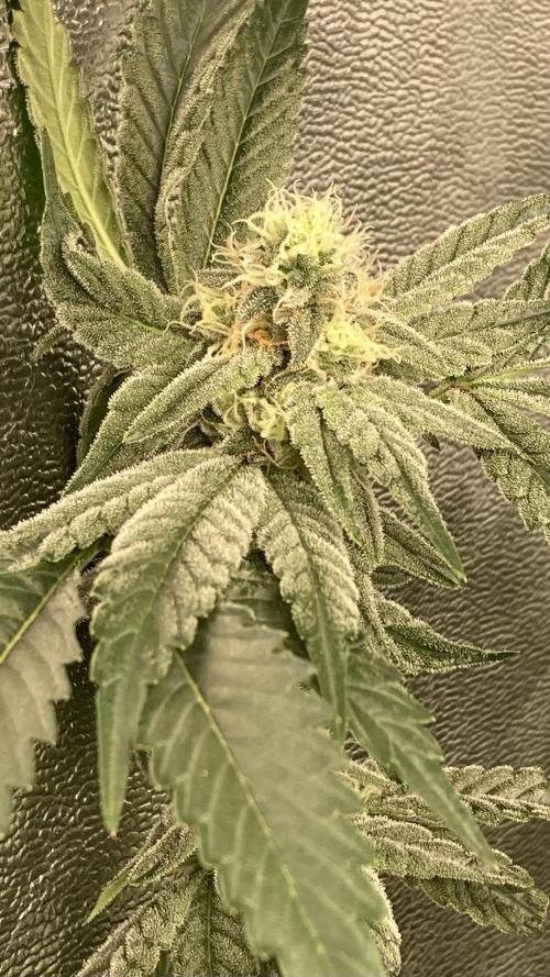 Gas Cream Runtz Clone (LIT Farms). Week 6