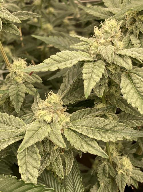 Gas Cream Runtz Clone (LIT Farms). Week 6