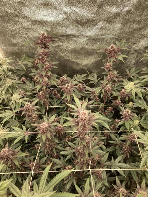 CN#6 aka Poras Purple (Relentless). Week 6