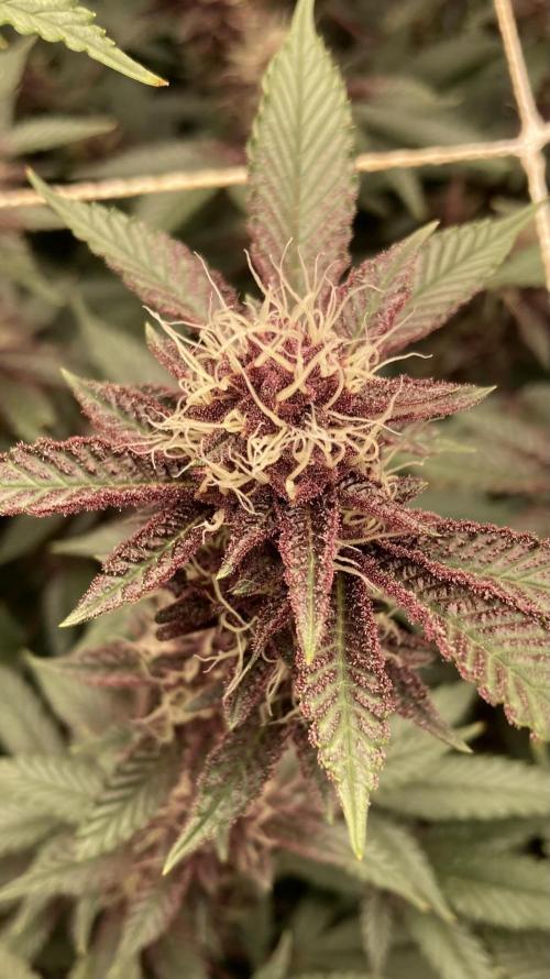 CN#6 aka Poras Purple (Relentless). Week 6