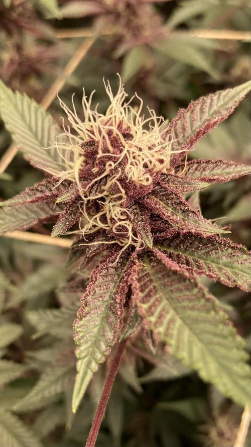 CN#6 aka Poras Purple (Relentless). Week 6