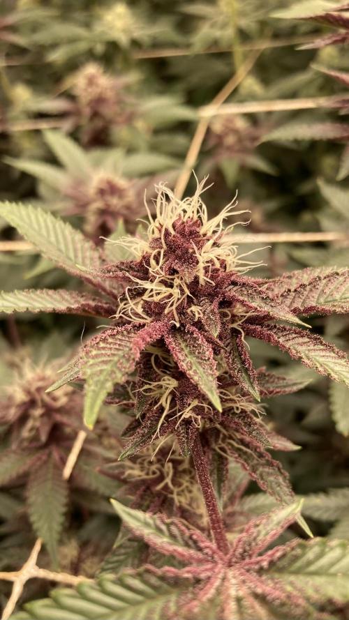 CN#6 aka Poras Purple (Relentless). Week 6