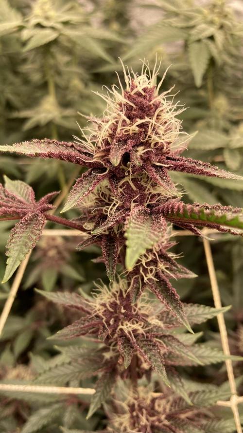 CN#6 aka Poras Purple (Relentless). Week 6