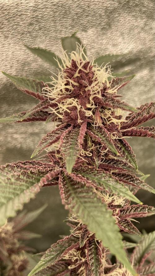 CN#6 aka Poras Purple (Relentless). Week 6