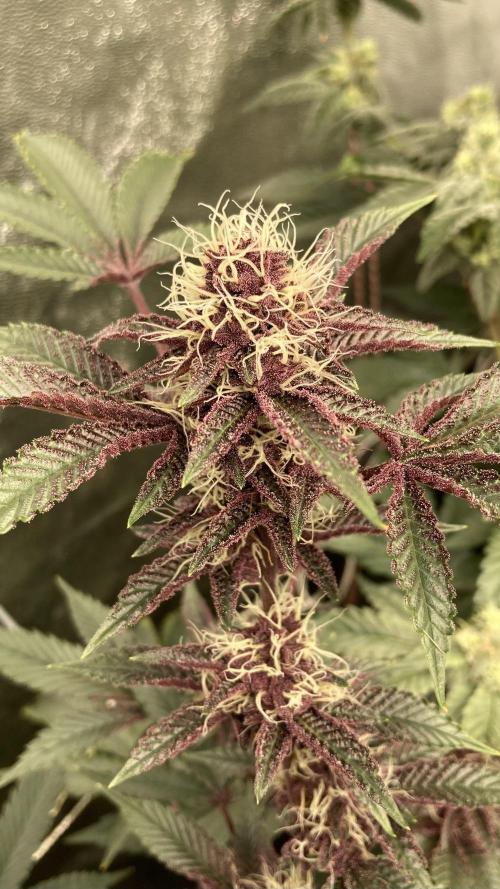 CN#6 aka Poras Purple (Relentless). Week 6