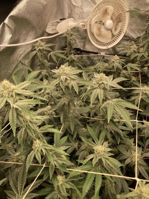 CN#2 (Relentless Genetics). Week 6