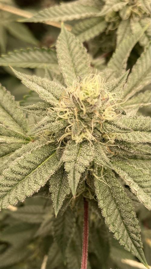 CN#2 (Relentless Genetics). Week 6