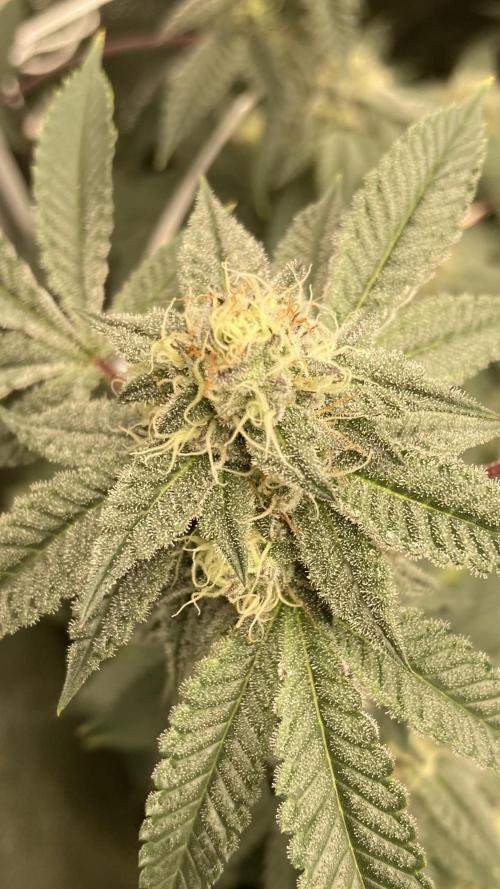 CN#2 (Relentless Genetics). Week 6