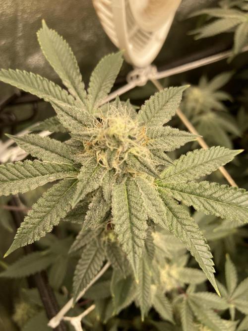 CN#2 (Relentless Genetics). Week 6